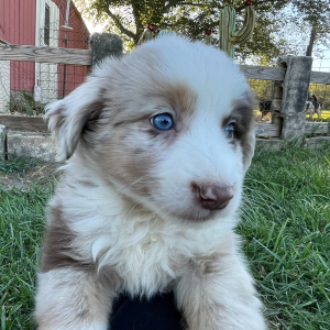 Australian Shepherd Puppy Tony