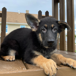 German Shepherd Dog Puppy Glenda