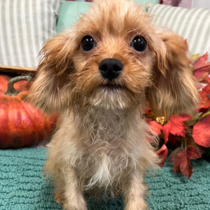 Cavapoo Puppy Preston