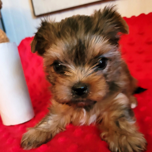 Yorkshire Terrier Puppy Sophie