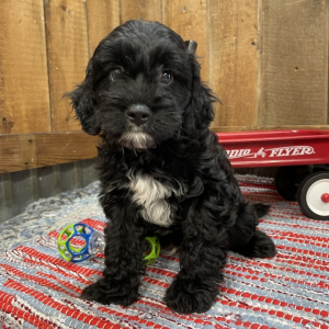 Cavapoo Puppy Kain