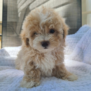 Maltipoo Puppy Hector