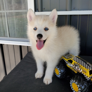 Pomsky Puppy Lee