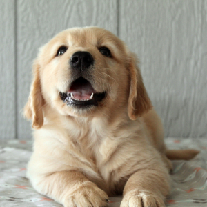 Golden Retriever Puppy Delilah