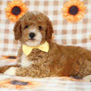 Goldendoodle Puppy Spunky