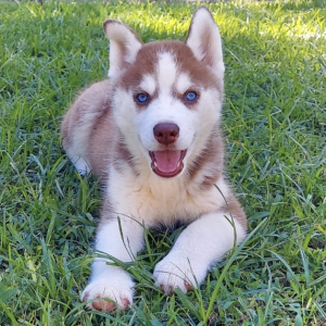 Siberian Husky Puppy Rolls Royce