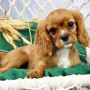 Cavalier King Charles Spaniel Puppy Fiona