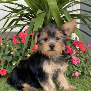 Yorkshire Terrier Puppy Amanda