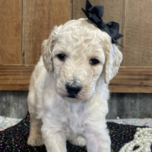 Poodle Puppy Elana