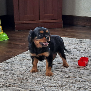 Cavalier King Charles Spaniel Puppy Tripp