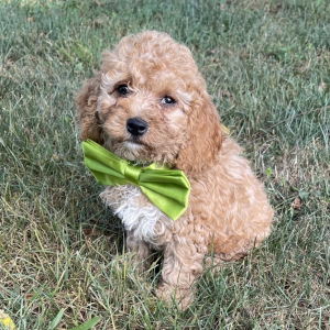 Cockapoo Puppy Van