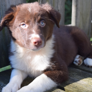 Border Collie Puppy Baxter