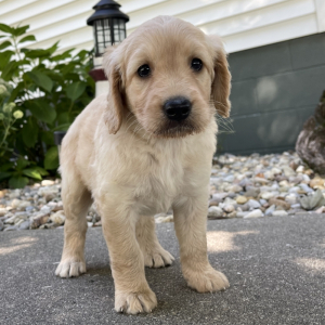 Goldendoodle Puppy Kathie