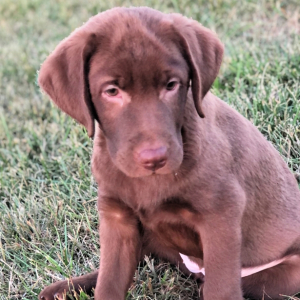 Labrador Retriever Puppy Angela
