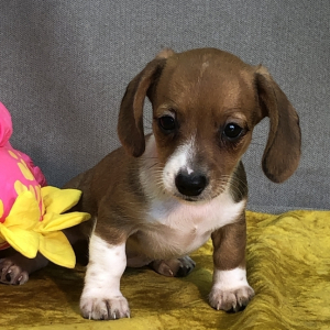 Dachshund Puppy Collet