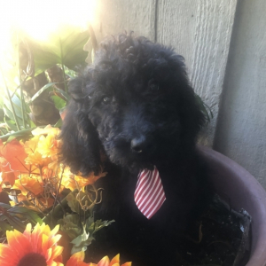 Labradoodle Puppy Marlboro