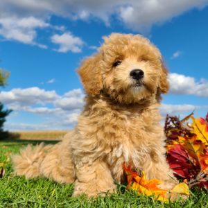 Bichonpoo Puppy Hugo