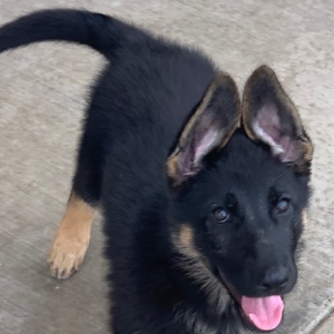 German Shepherd Dog Puppy Imke