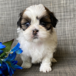 Shih Tzu Puppy Winnie