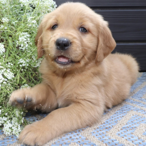 Golden Retriever Puppy Lyric