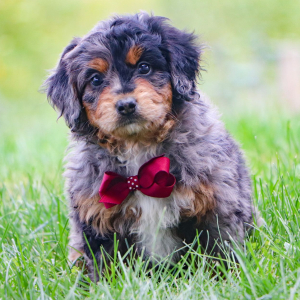 Bernedoodle Puppy Kolt