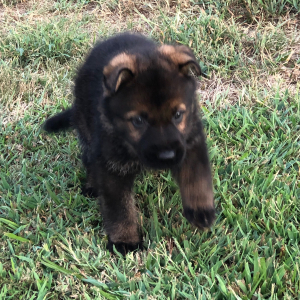 German Shepherd Dog Puppy Alliesia