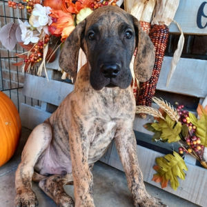 Great Dane Puppy Buster