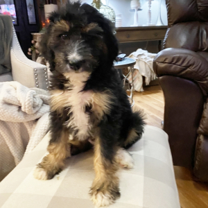 Bernedoodle Puppy Sasha