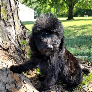 Bedoodle Puppy Raze