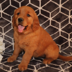 Golden Retriever Puppy Gabby