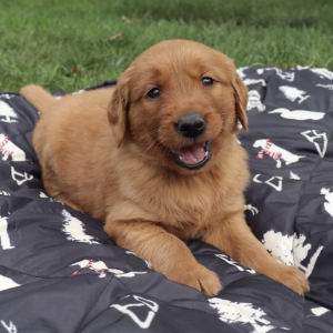 Golden Retriever Puppy Lester