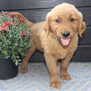 Golden Retriever Puppy Lester
