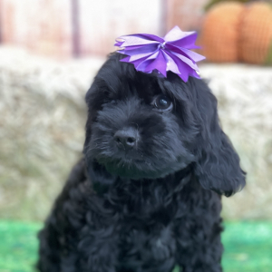 Cockapoo Puppy Irina