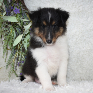 Shetland Sheepdog Puppy Jerry