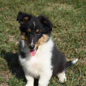 Shetland Sheepdog Puppy Jerry