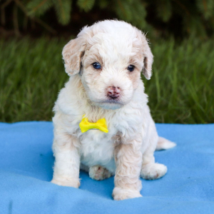 Bichonpoo Puppy Durstine