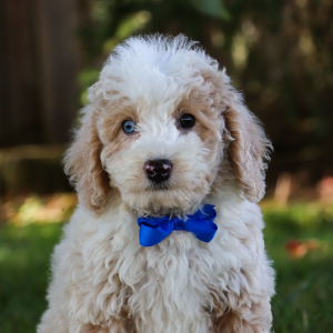 Bichonpoo Puppy Durstine