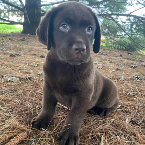 Labrador Retriever Puppy Egon