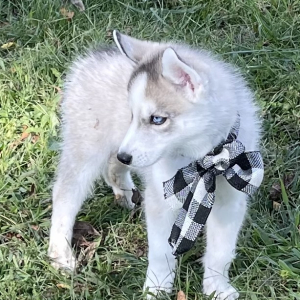 Siberian Husky Puppy Karl