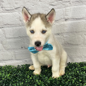 Siberian Husky Puppy Fall