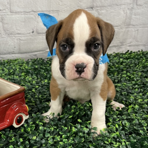 Boxer Puppy John