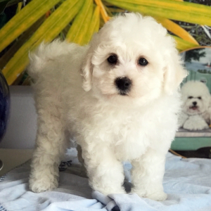 Bichon Frise Puppy Sailor