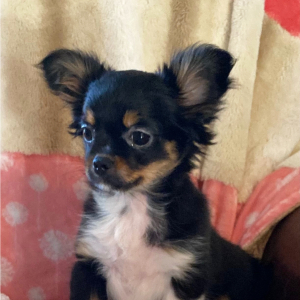 Chihuahua Puppy Drusilla