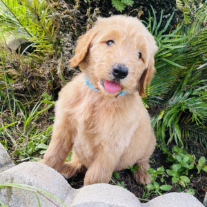 Goldendoodle Puppy Matthew