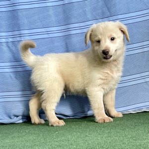 Poo-Shi Puppy Mr Billy