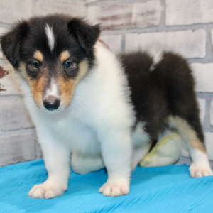 Collie Puppy Jackson