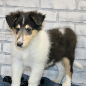Collie Puppy Jackson