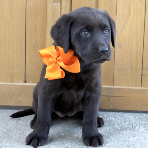 Labrador Retriever Puppy Mia