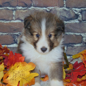 Shetland Sheepdog Puppy Tucker