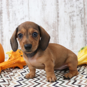 Dachshund Puppy Mandy